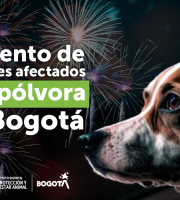 Perro mirando al frente, con pólvora al fondo de la imagen 